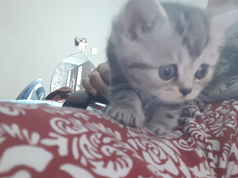 British Shorthair, Kedi  Timuçin fotoğrafı