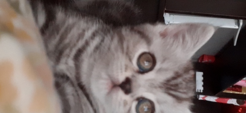British Shorthair, Kedi  Timuçin fotoğrafı