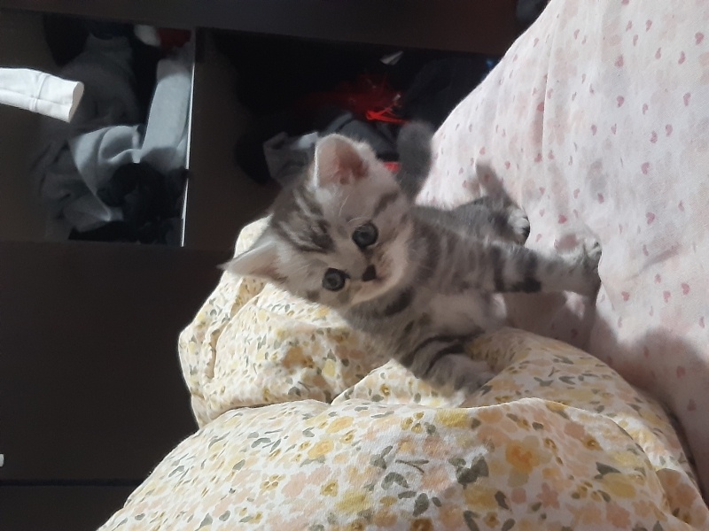 British Shorthair, Kedi  Timuçin fotoğrafı