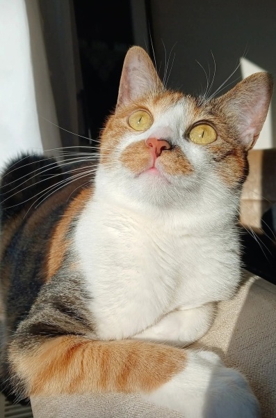 Tekir Kedi, Kedi  Boncuk fotoğrafı