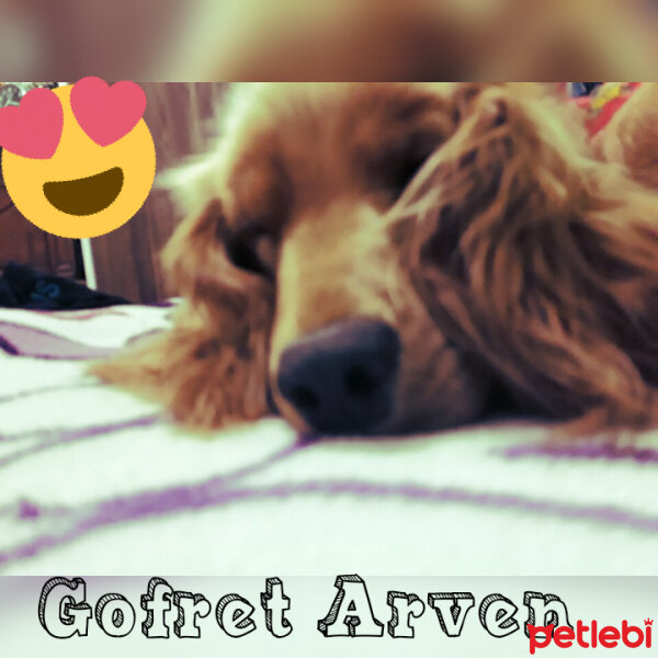 İngiliz Cocker Spaniel, Köpek  Gofret arven  fotoğrafı