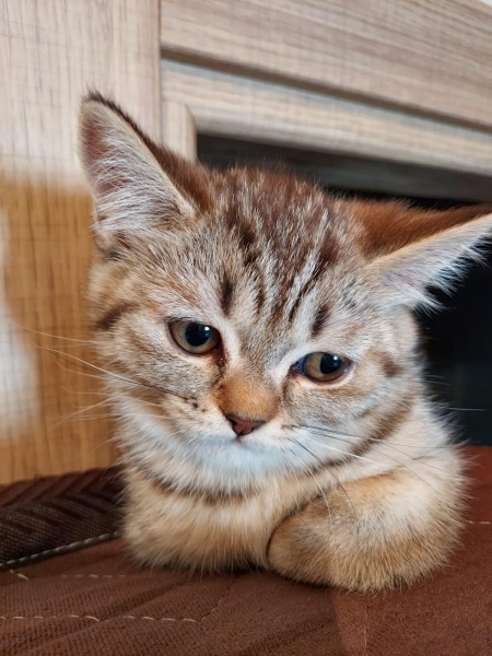 British Shorthair, Kedi  Pumy fotoğrafı