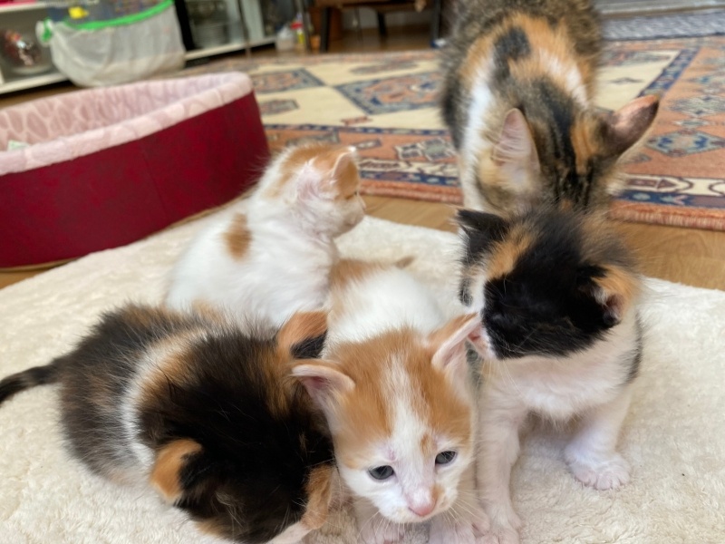 Tekir Kedi, Kedi  4 yavru isimsiz fotoğrafı