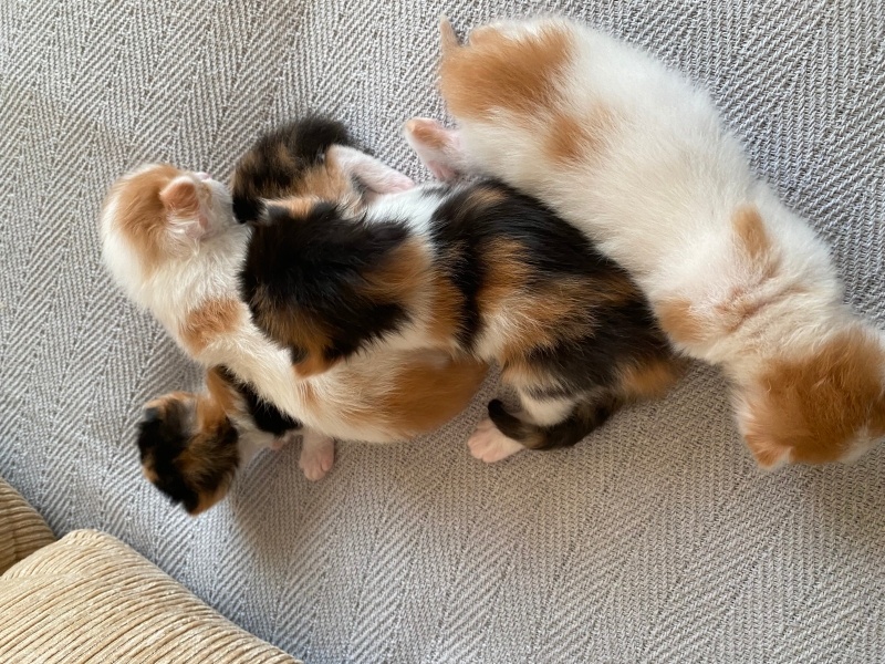 Tekir Kedi, Kedi  4 yavru isimsiz fotoğrafı