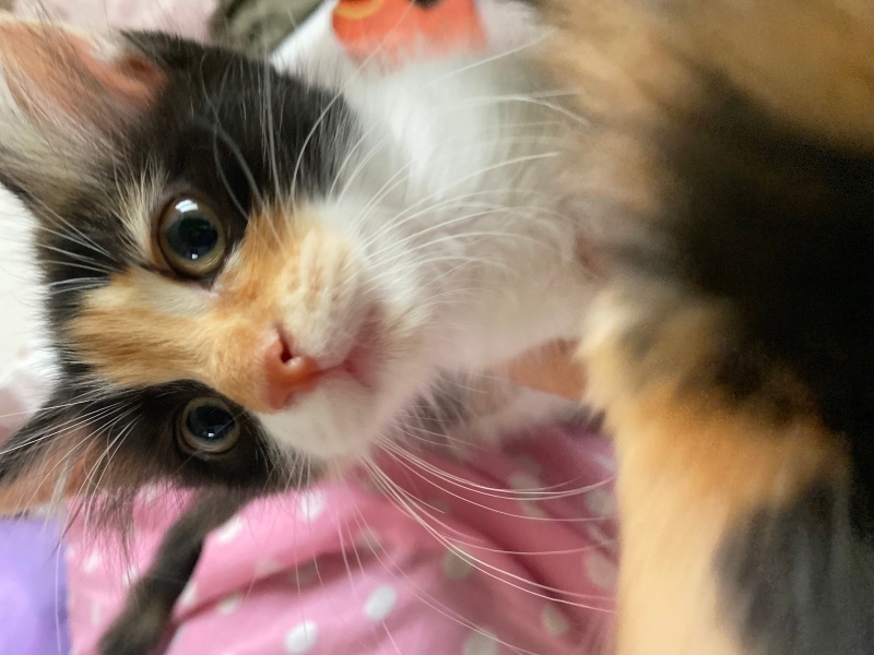 Tekir Kedi, Kedi  4 yavru isimsiz fotoğrafı
