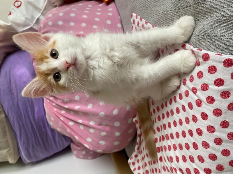 Tekir Kedi, Kedi  4 yavru isimsiz fotoğrafı
