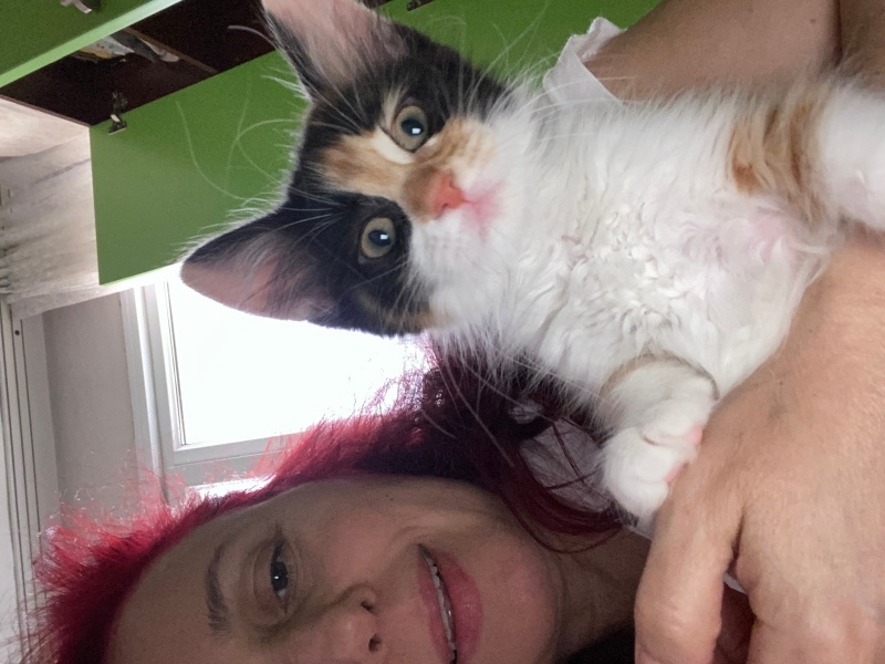 Tekir Kedi, Kedi  4 yavru isimsiz fotoğrafı