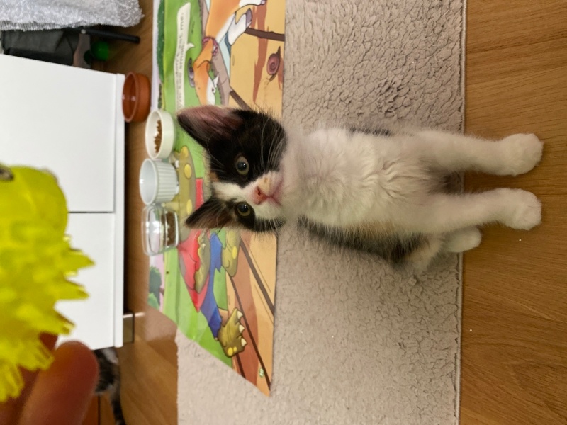 Tekir Kedi, Kedi  4 yavru isimsiz fotoğrafı