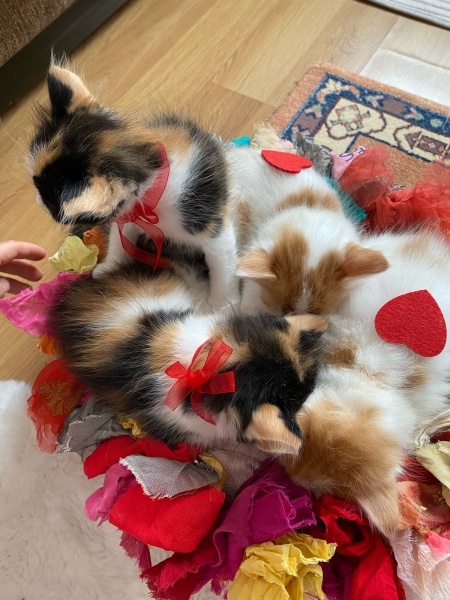 Tekir Kedi, Kedi  4 yavru isimsiz fotoğrafı