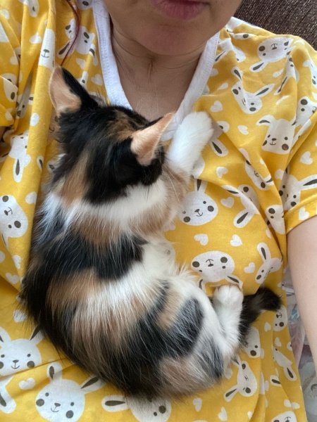 Tekir Kedi, Kedi  4 yavru isimsiz fotoğrafı