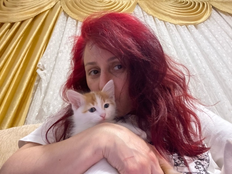 Tekir Kedi, Kedi  4 yavru isimsiz fotoğrafı