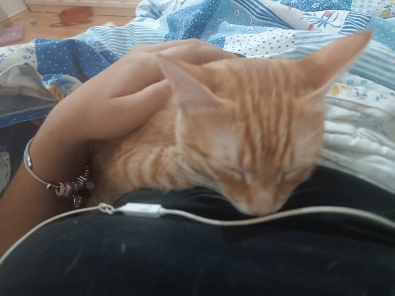 Tekir Kedi, Kedi  Lizzy fotoğrafı