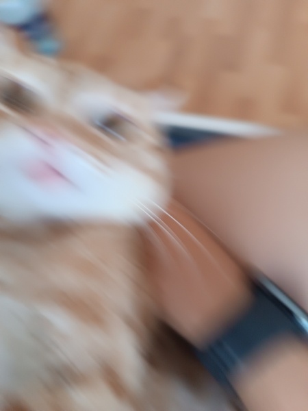 Tekir Kedi, Kedi  Lizzy fotoğrafı