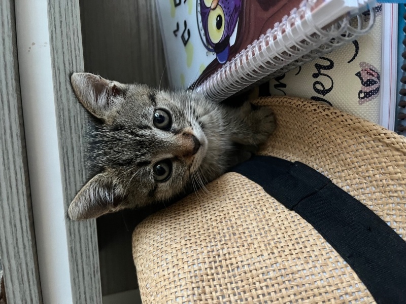 Tekir Kedi, Kedi  Topik fotoğrafı