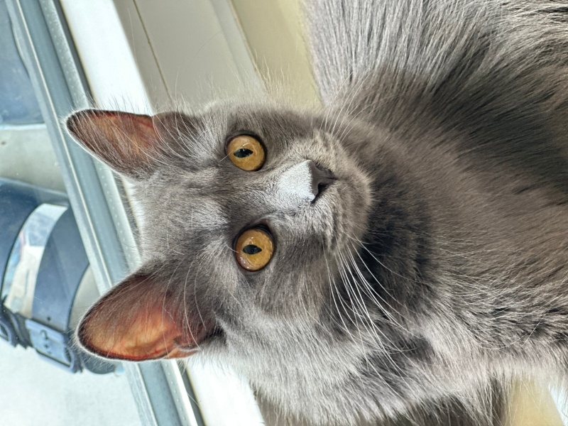 Nebelung, Kedi  Pesto fotoğrafı