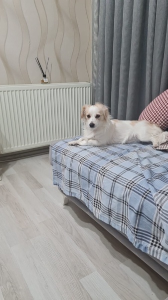 Tibetli Spaniel, Köpek  CANDY fotoğrafı