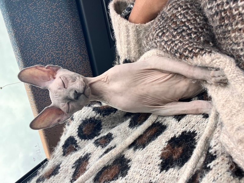 Sphynx, Kedi  Mikla fotoğrafı