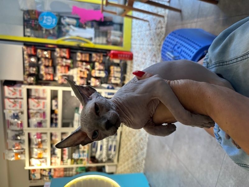 Sphynx, Kedi  Mikla fotoğrafı