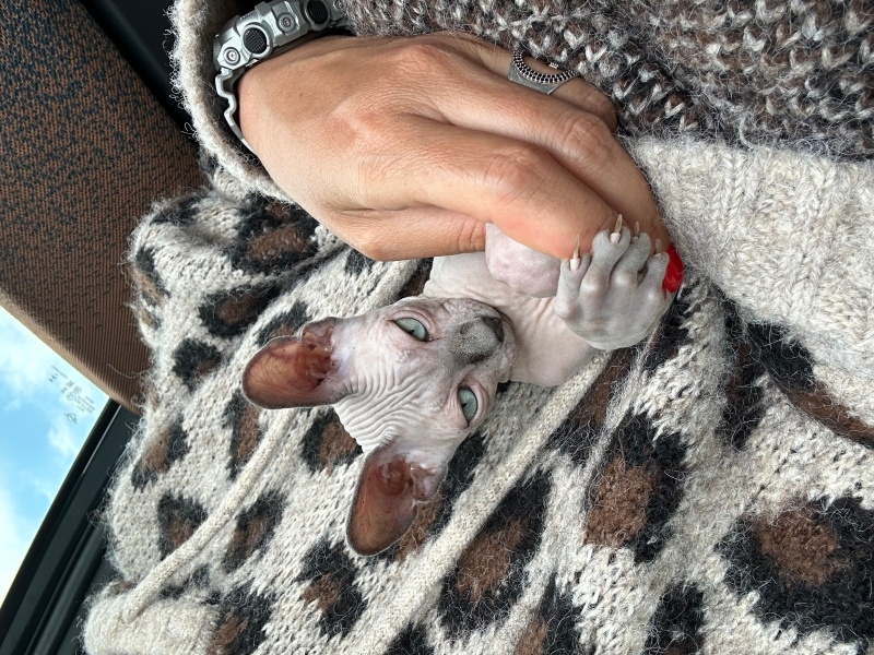 Sphynx, Kedi  Mikla fotoğrafı