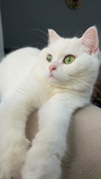 Ankara Kedisi, Kedi  Zilli fotoğrafı