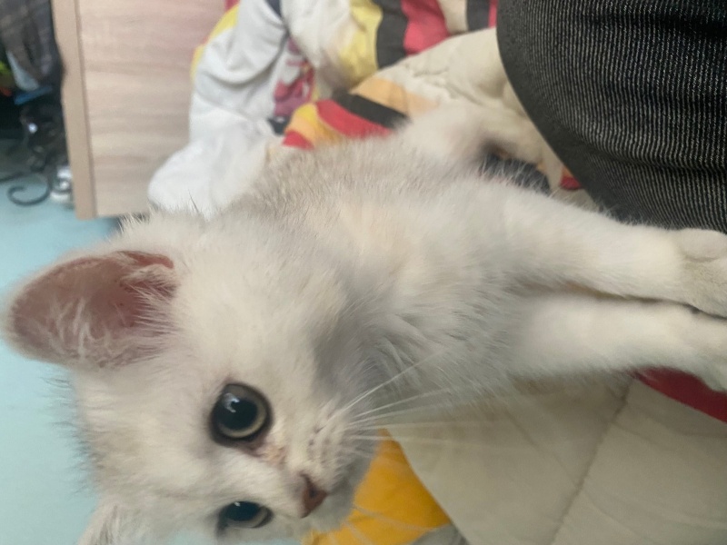 British Shorthair, Kedi  Kahve fotoğrafı