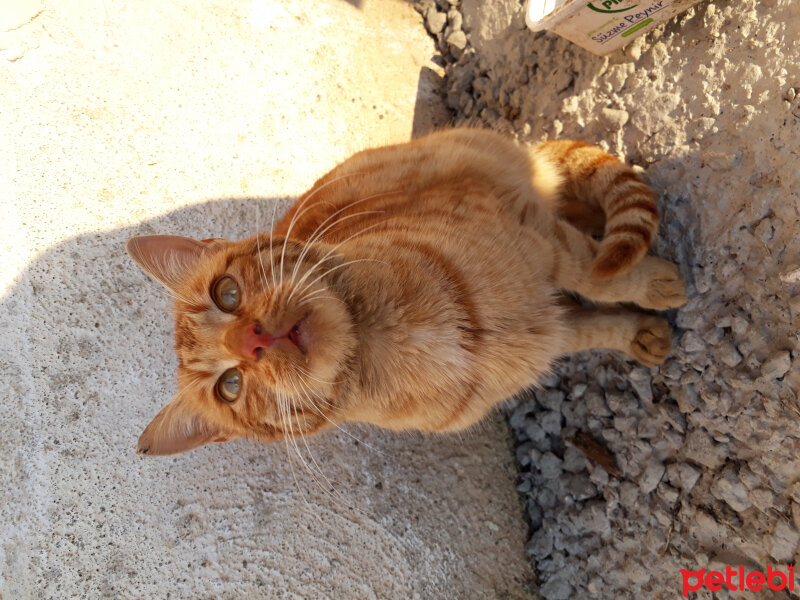 Tekir Kedi, Kedi  Sarıoğlan fotoğrafı