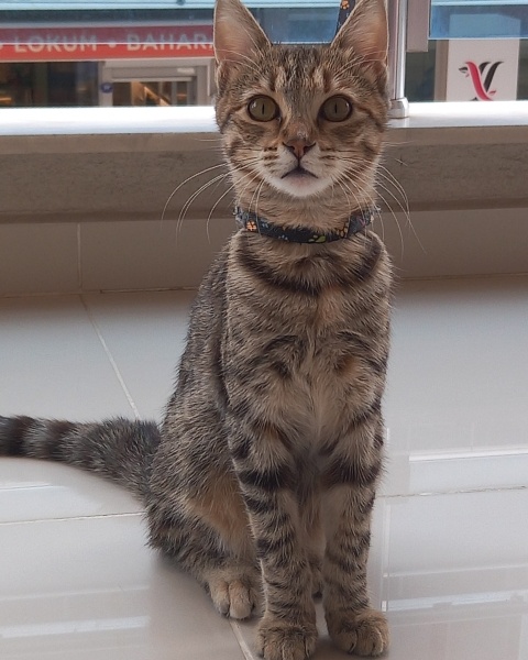 Tekir Kedi, Kedi  Rüya fotoğrafı