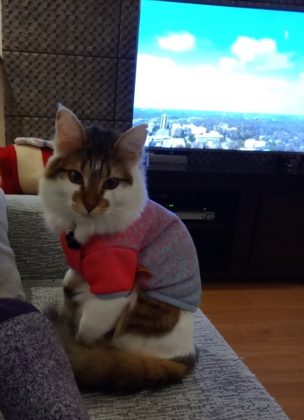 Ragamuffin, Kedi  Lady fotoğrafı