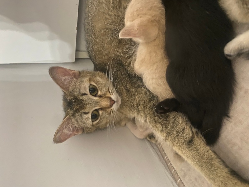 Siyam Kedisi, Kedi  Hera fotoğrafı