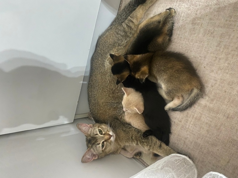 Siyam Kedisi, Kedi  Hera fotoğrafı