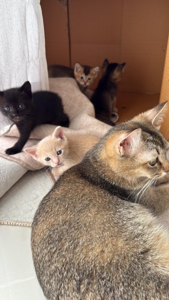 Siyam Kedisi, Kedi  Hera fotoğrafı