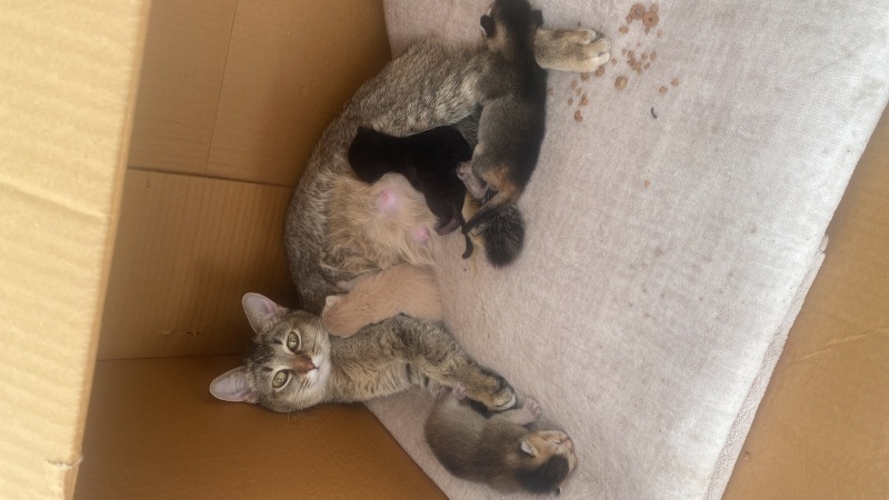 Siyam Kedisi, Kedi  Hera fotoğrafı