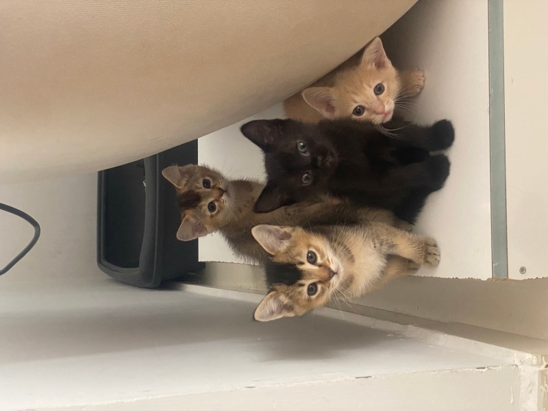 Siyam Kedisi, Kedi  Hera ve yavruları fotoğrafı