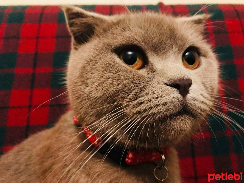 Scottish Fold, Kedi  Gandalf fotoğrafı