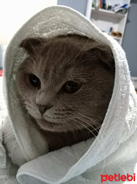 Scottish Fold, Kedi  Gandalf fotoğrafı