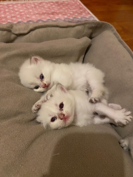 British Shorthair, Kedi  Britişh silver point fotoğrafı