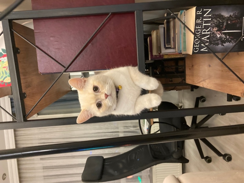 British Shorthair, Kedi  Asil fotoğrafı