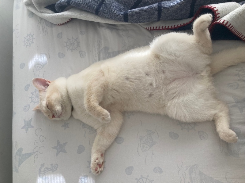 British Shorthair, Kedi  Asil fotoğrafı