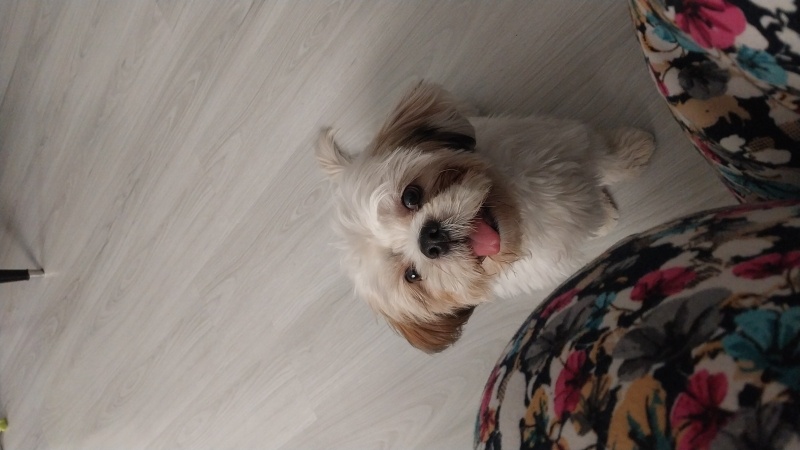 Shih Tzu, Köpek  Çaki fotoğrafı