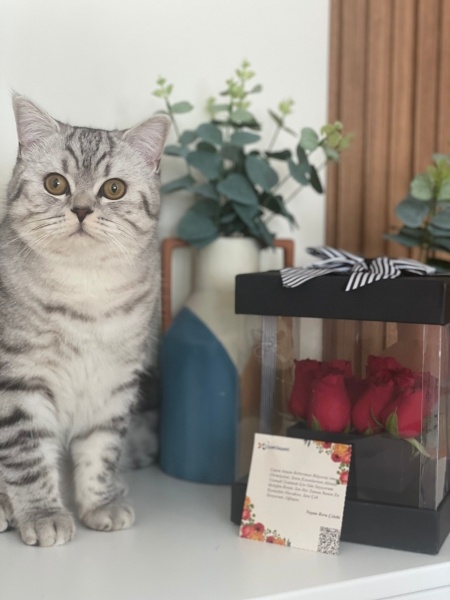 Scottish Fold, Kedi  Kamil fotoğrafı