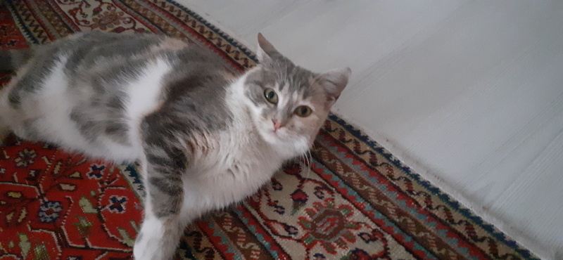 Tekir Kedi, Kedi  Miya fotoğrafı