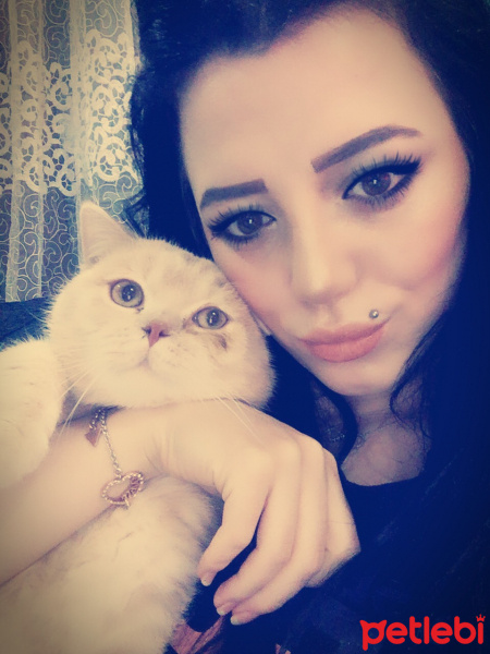 British Shorthair, Kedi  Pudra  fotoğrafı