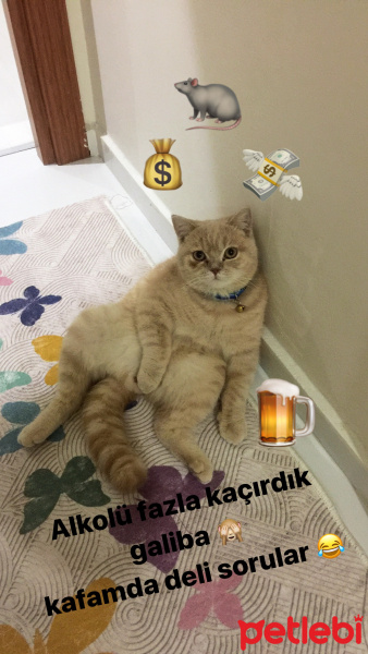 British Shorthair, Kedi  Pudra  fotoğrafı