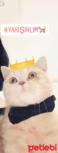 British Shorthair, Kedi  Pudra  fotoğrafı