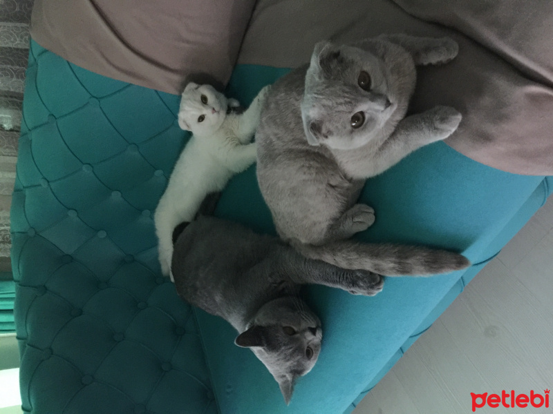 British Shorthair, Kedi  Pudra  fotoğrafı