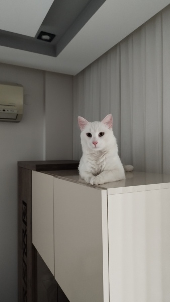 European Shorthair, Kedi  THİNCAL fotoğrafı