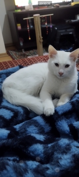 European Shorthair, Kedi  THİNCAL fotoğrafı
