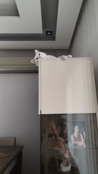 European Shorthair, Kedi  THİNCAL fotoğrafı