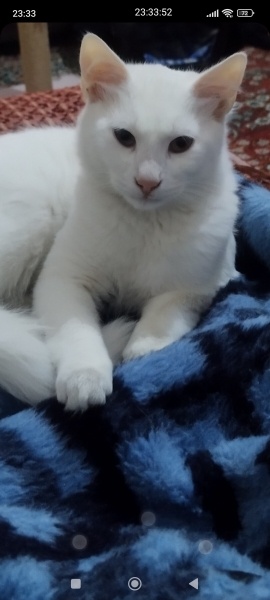 European Shorthair, Kedi  THİNCAL fotoğrafı