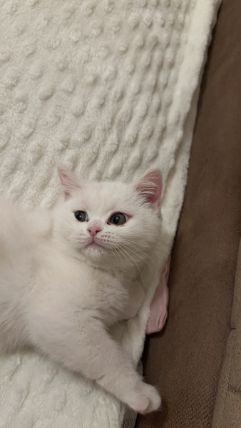 British Longhair, Kedi  Lena fotoğrafı